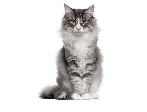Purina cat breed new arrivals